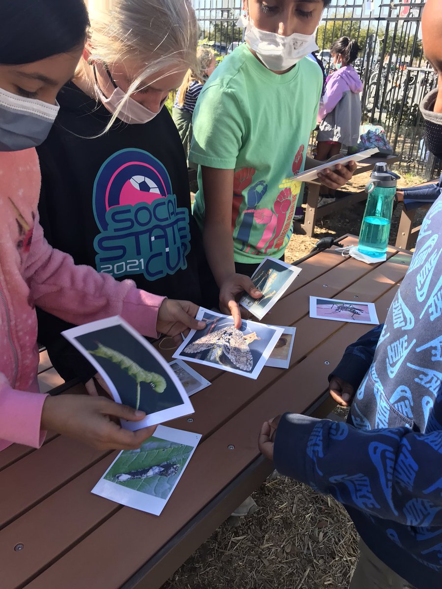 FourFiveD39C's tweet photo. The amazing Dr. Susan Ross in the garden volunteering her time to teach our learners about UFO’s - Unusual Flying Organisms 🐞🐛🦋🪲🪳@Design39Campus https://t.co/6L7xJ3bp7r