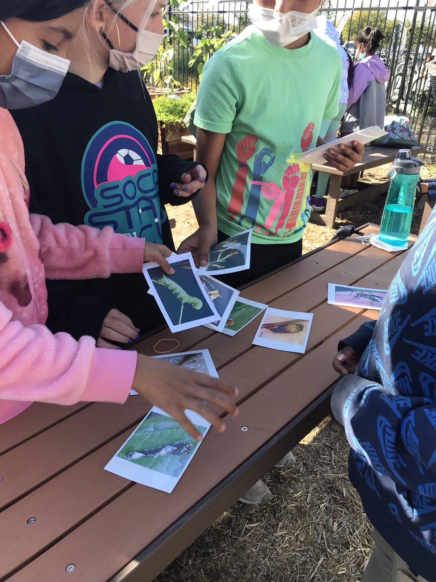 FourFiveD39C's tweet photo. The amazing Dr. Susan Ross in the garden volunteering her time to teach our learners about UFO’s - Unusual Flying Organisms 🐞🐛🦋🪲🪳@Design39Campus https://t.co/6L7xJ3bp7r
