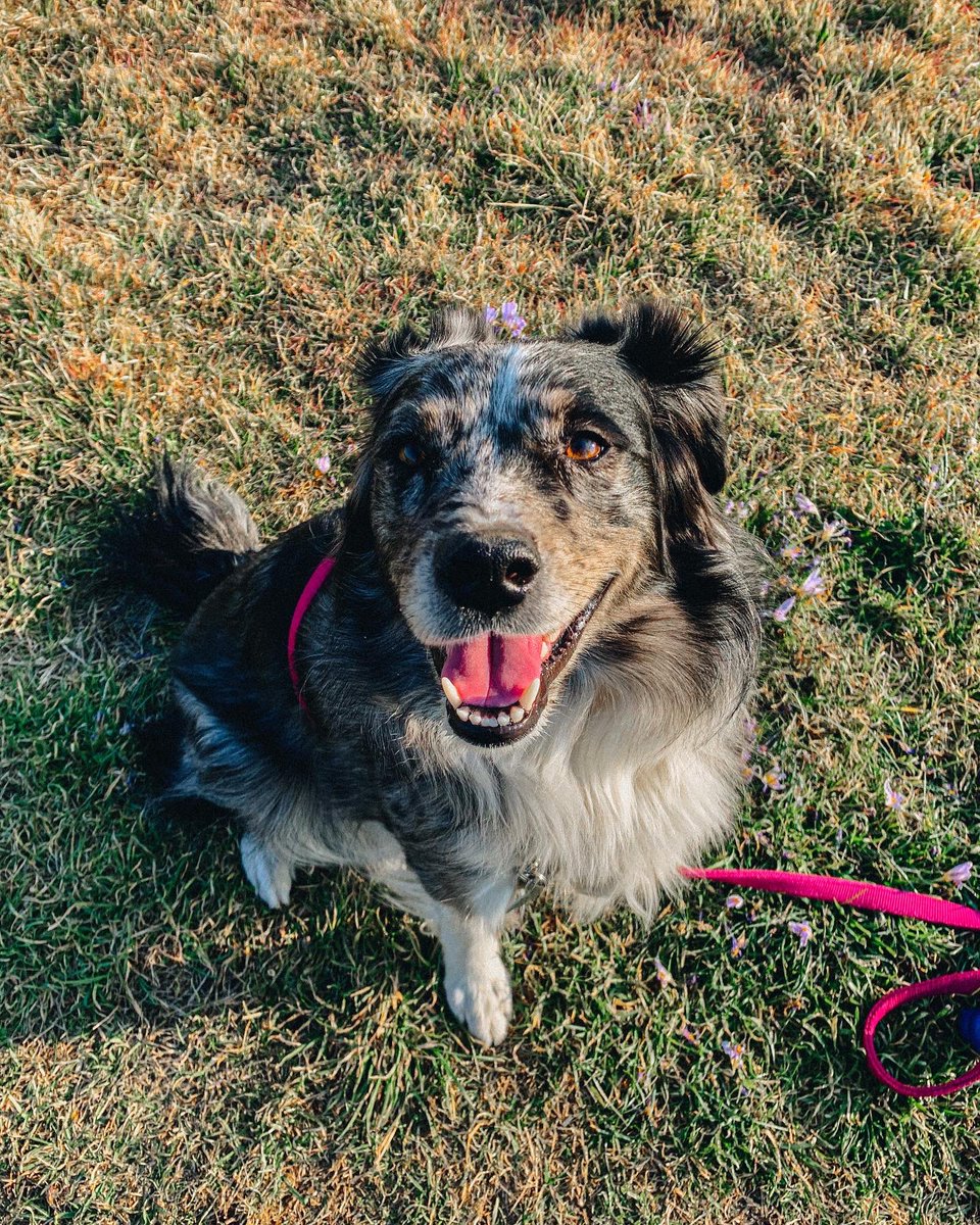 Cali_thesuperaussie tweet media