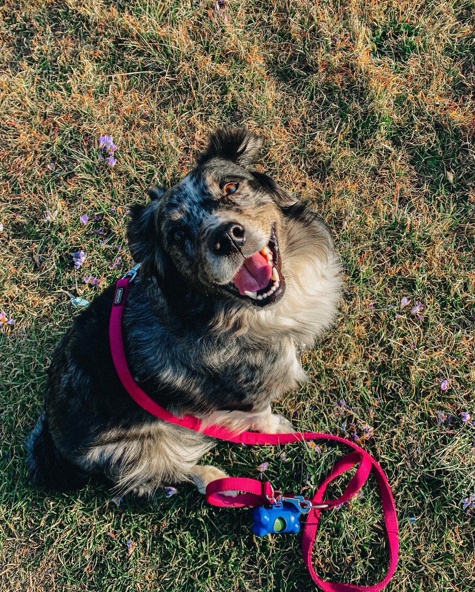 Cali_thesuperaussie tweet media