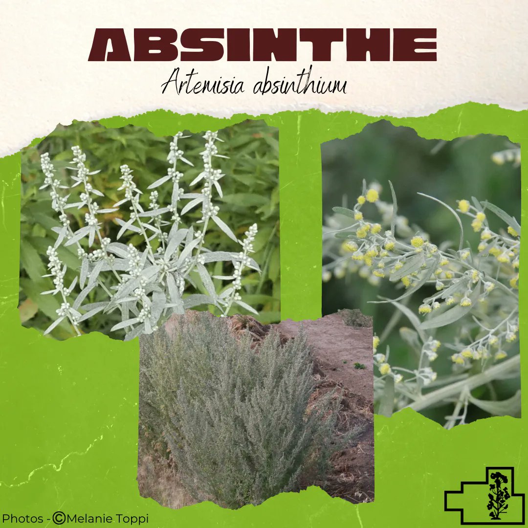 FWRWMA's tweet photo. Absinthe Wormwood (Artemisia absinthium) is a greenish-grey colour & the leaves have silky hairs. It has tiny little yellowish flowers. It has a woody lower stem & base. Many people mistake it for a species of sage because of its sage smell. #invasiveweeds #fwrwma https://t.co/usqgSb8lIR