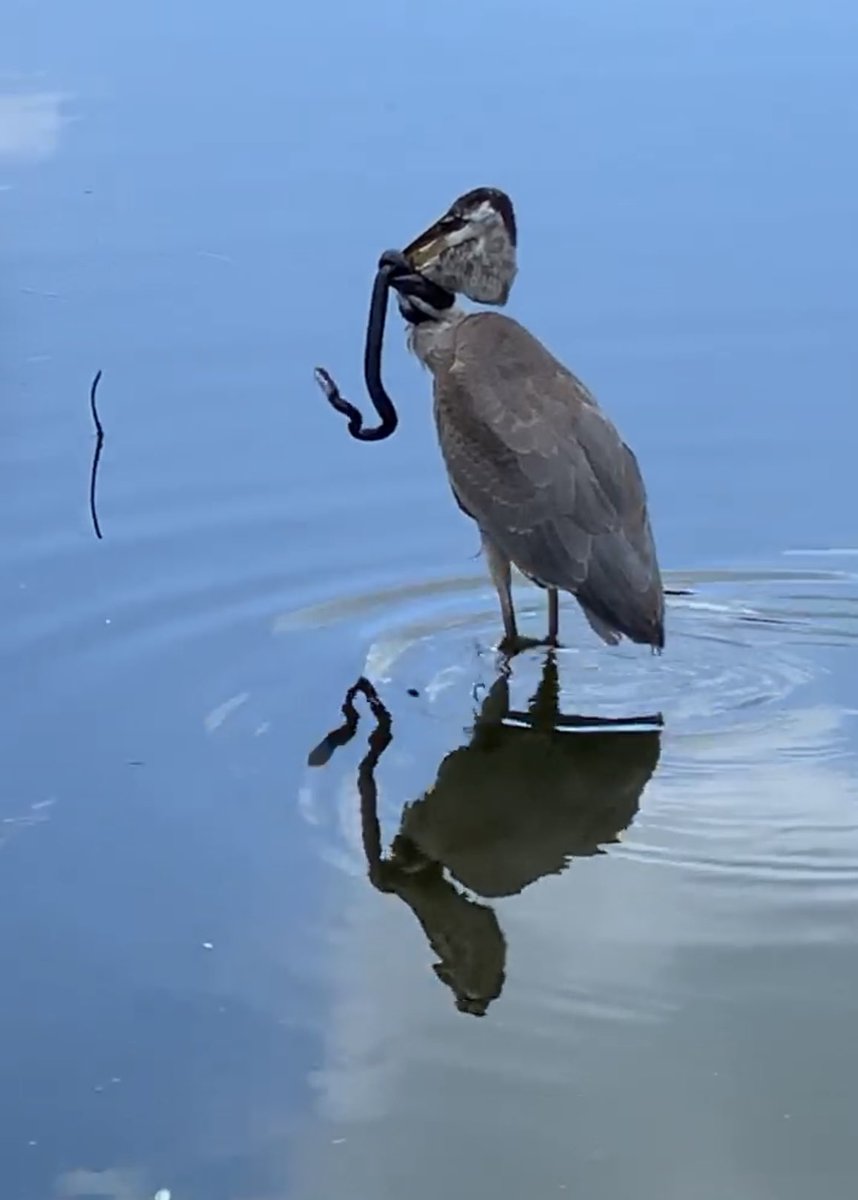 lynnsferrazza1's tweet image. #MarchReflectionChallenge Throwback to 2020 this Great Blue Heron has a snake wrapped around its neck and bill, the heron was seen later without it. @bbrendatweets @petermarteka @TaniBergeron @JPM_Mattai