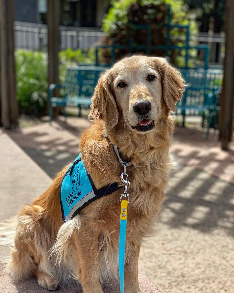 .<a href="/canineorg/">Canine Companions®</a> Therapy Dogs visited <a href="/sacstate/">Sacramento State</a> for a Stress Less event! #therapydog