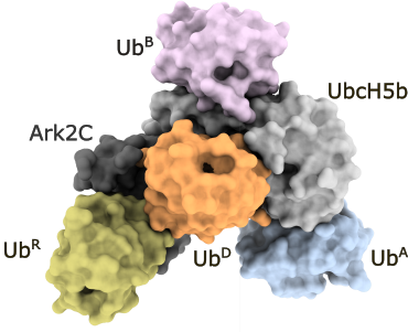 Cool science alert! Otago biochemists led by Prof Day have just published in <a href="/NatureComms/">Nature Communications</a>. They reveal the exact mechanism of how ubiquitin regulates the activity of an E3 ligase. rdcu.be/cIdRR
Though small, #ubiquitin is profoundly important to multi-cellular life.1/4