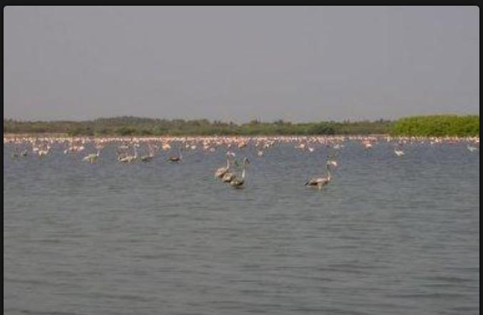 Las  Peonías un hábitat único en el estado y sus nombres dependen de la coloración de las hojas y de sus troncos. Se pueden observar garzas, coro coras, cuervos, patitos de agua y gavilanes. Aunque no todo el tiempo, los flamencos rosados vienen todos los años en octubre..