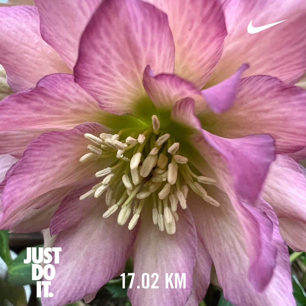 tamakoto55's tweet photo. Have a nice day 🌧& nice running 👟
Today’s 🏃🏼:17.0 / Mar.Σ: 100.2km
Today’s 🌸📷:TamaCity Tokyo🇯🇵
🏃♂️➡️ #NRC #TATTA #run #朝ラン #ランニング #イマソラ #パルテノン多摩 #ウクライナ🇺🇦 #ライティング #平和 #多摩センター駅 #LINKFOREST
🌼➡️ #花写真 #flower #nature #クリスマスローズ https://t.co/EbYVxPh8Bs