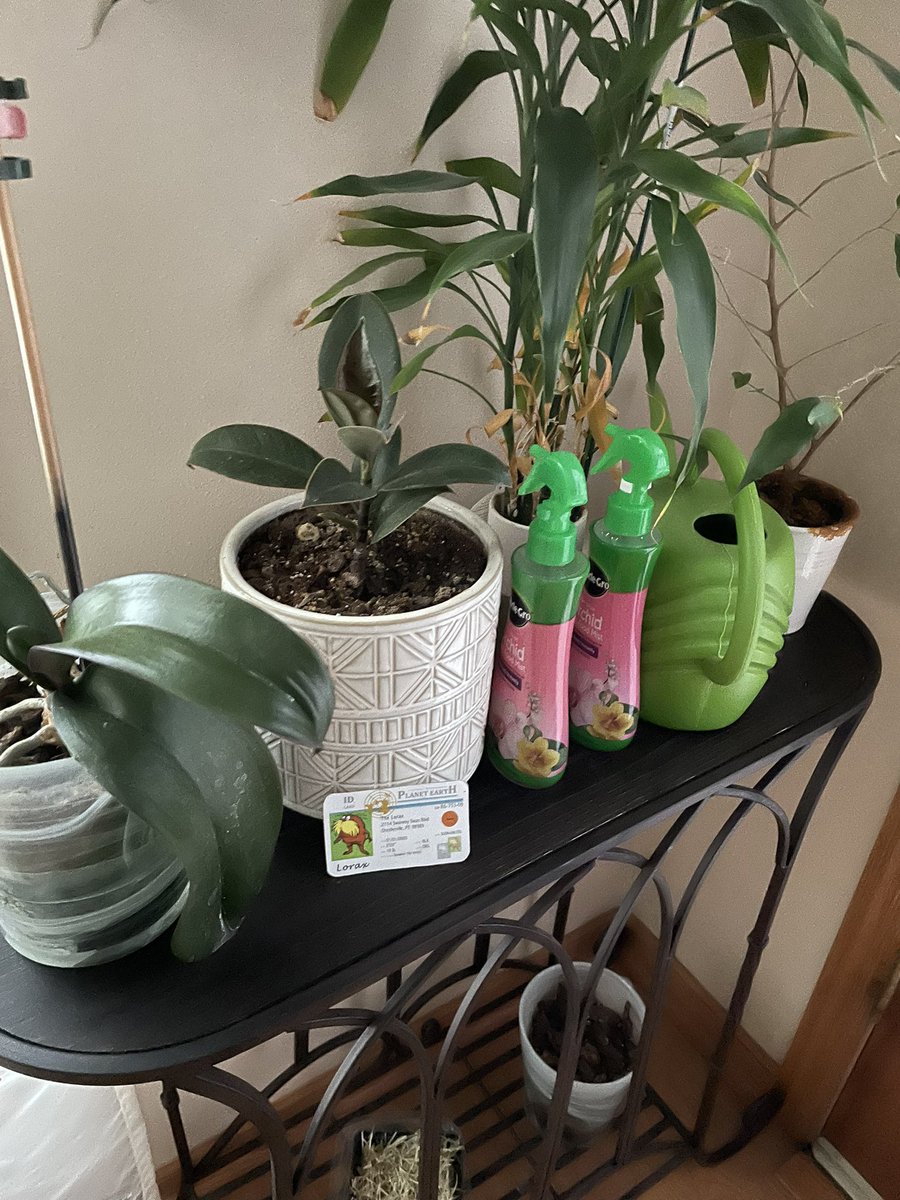 decomposedhorse's tweet photo. Our plants are able to grow healthy because of the necessary nutrients inside of the soil, water and sunlight @franklinlorax #apesland https://t.co/0oGNAajn6N