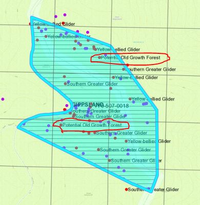 <a href="/LilyDAmbrosioMP/">Lily D'Ambrosio MP</a> Yes, we know, they're terrible. 

Why are you logging old growth at No Rush coupe, and elsewhere? You promised not to log any old growth back in 2019.