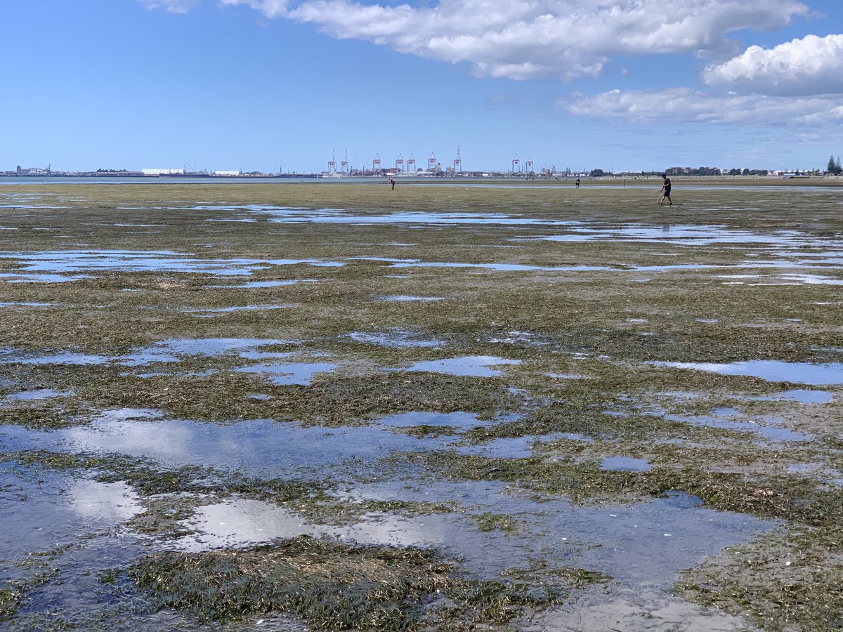 We are looking for a new PhD student on coastal adaptation! See details here: karinrbryan.weebly.com/opportunities.…. Please retweet….
