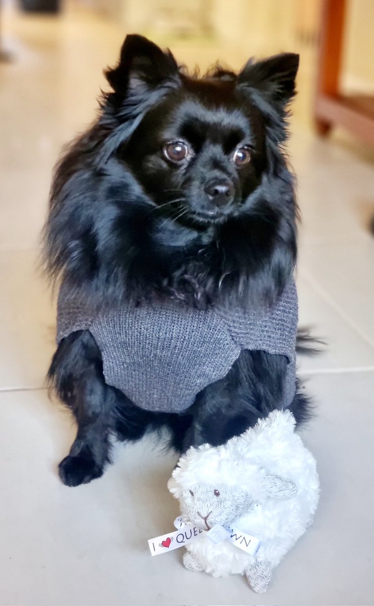 ZEDisCurious's tweet photo. @tomskiweb Zorro, the adorable terror and Mielie the fatty boomba. Dogs are awesome. https://t.co/Z0hLuj2DcQ