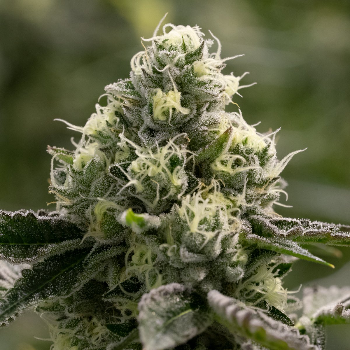 _THCDesign's tweet image. Wedding Cake is an Indica-dominant hybrid cross of Girl Scout Cookies and Cherry Pie. Its odor has a hint of vanilla but it has a tart, creamy flavor with an earthy, peppery finish. It  offers hazy, relaxed, euphoric effects and is a suitable strain for relieving pain. #THCDesign