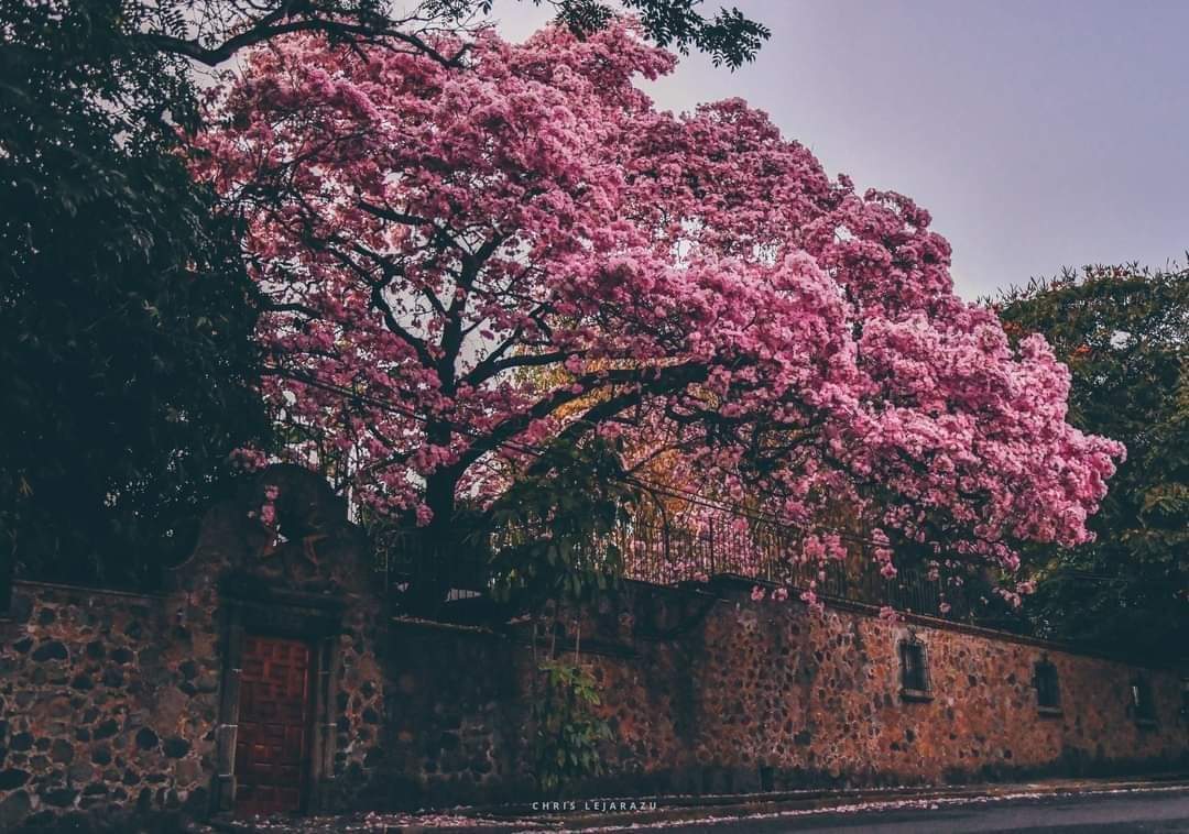 Claudys_ad's tweet photo. @MxEnImagenes Desde Cuernavaca la ciudad de La Eterna Primavera https://t.co/GSWcemfSlt