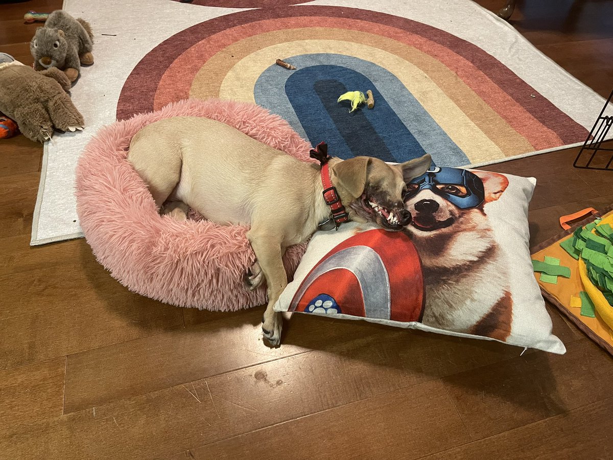 HaddieTheDog's tweet photo. I’m just here to help https://t.co/mINS9w0mz9