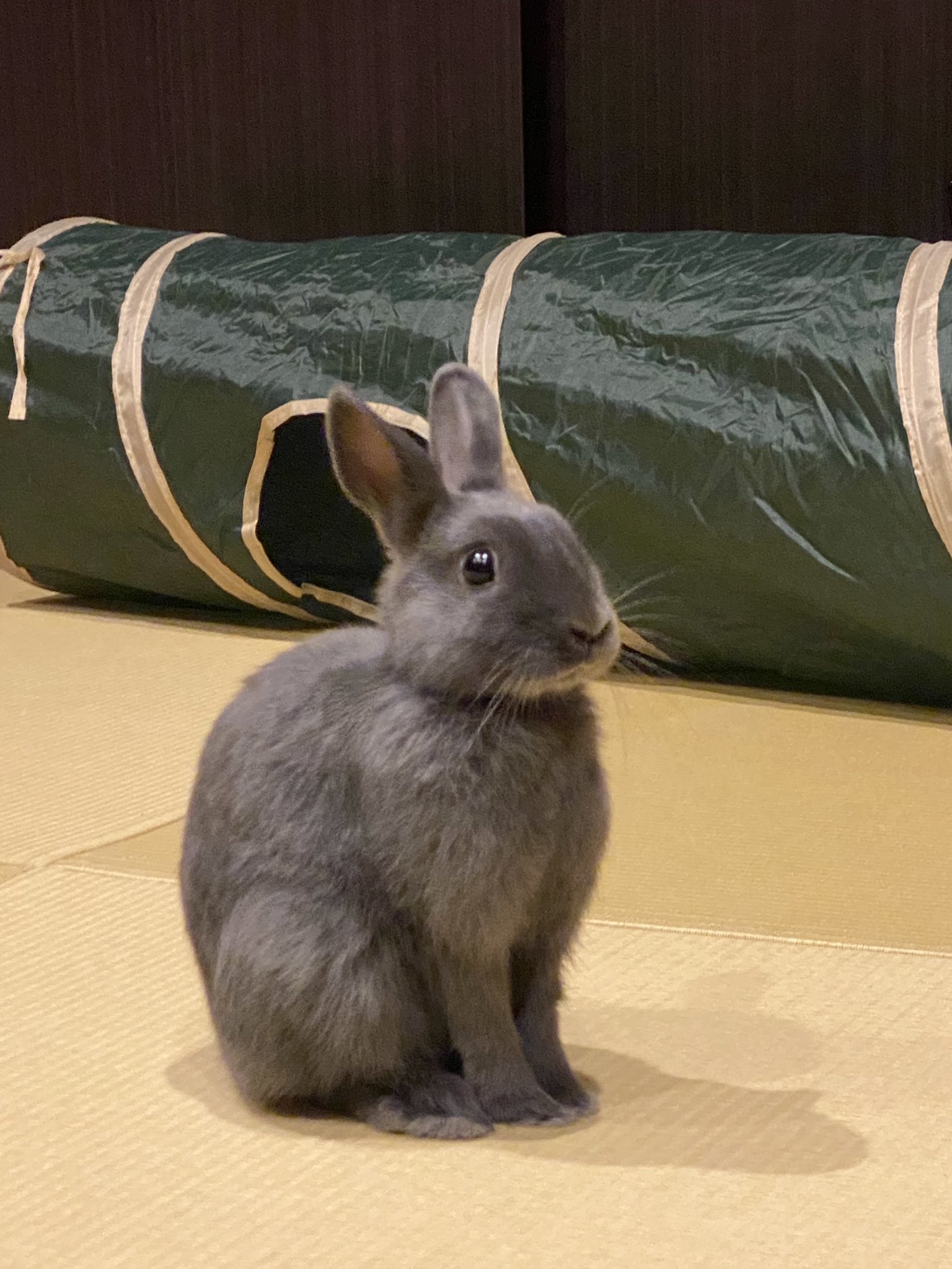 うさぎ機関 原神のキャラソン作る Usagikikangen Twitter