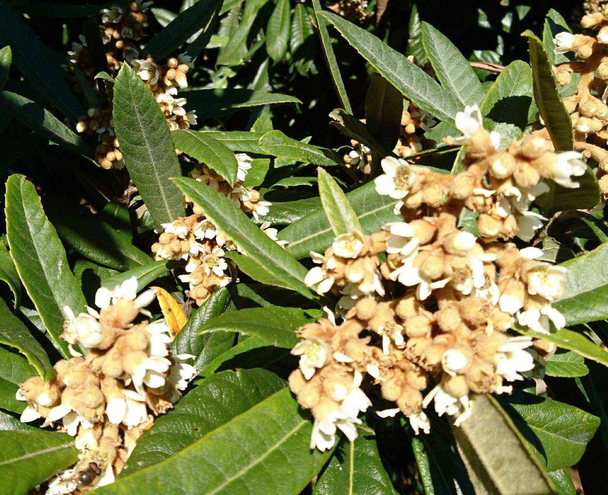 枇杷の花 Twitter Search Twitter