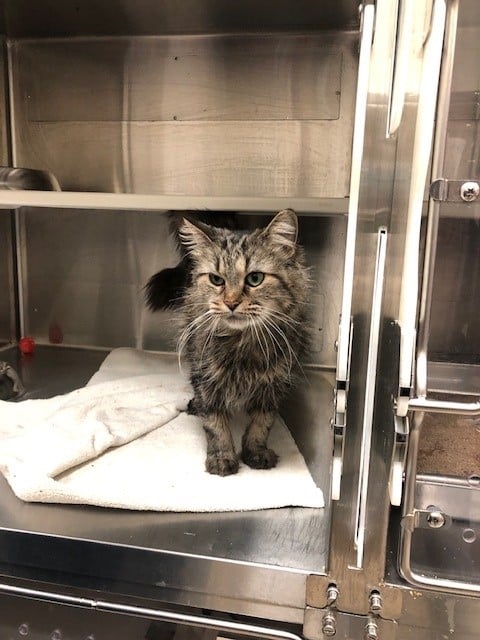 Two new kitties coming to Team Cat!! More info to follow!