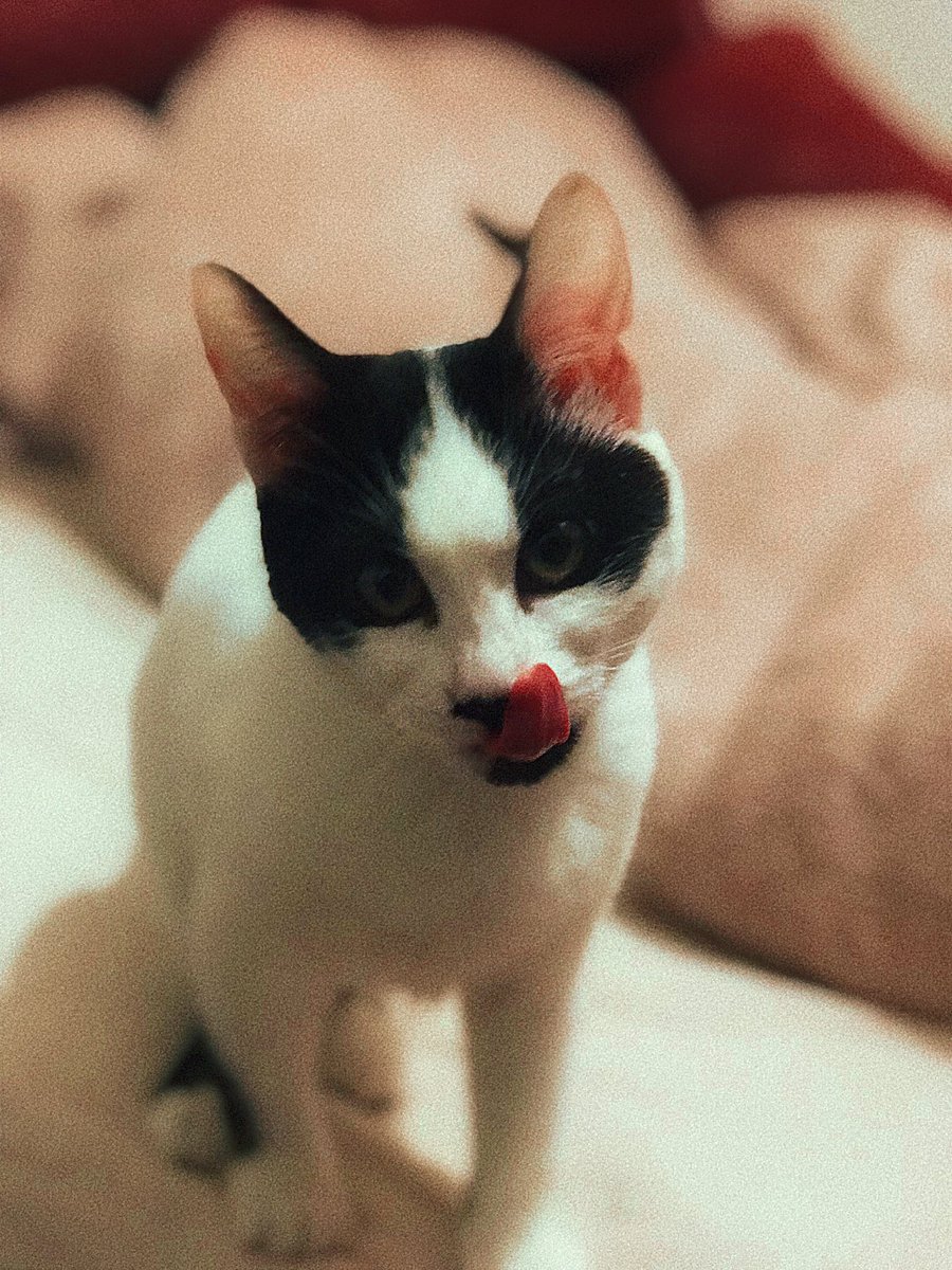 Bir maşallah alırız 🧿🌸 Pamuğum iyileşiyor ve büyüyor 🥲 SEVGİ İYİLEŞTİRİR ✨ #follo4folloback #catlovers #animals #animalshelp #love #Honey #