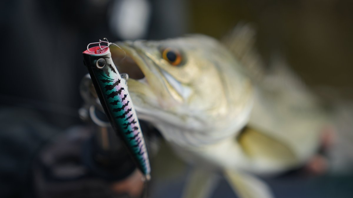 Lureleader's tweet photo. New lineups...stay tuned🐟🐠😎 https://t.co/lm2V99UxuW
