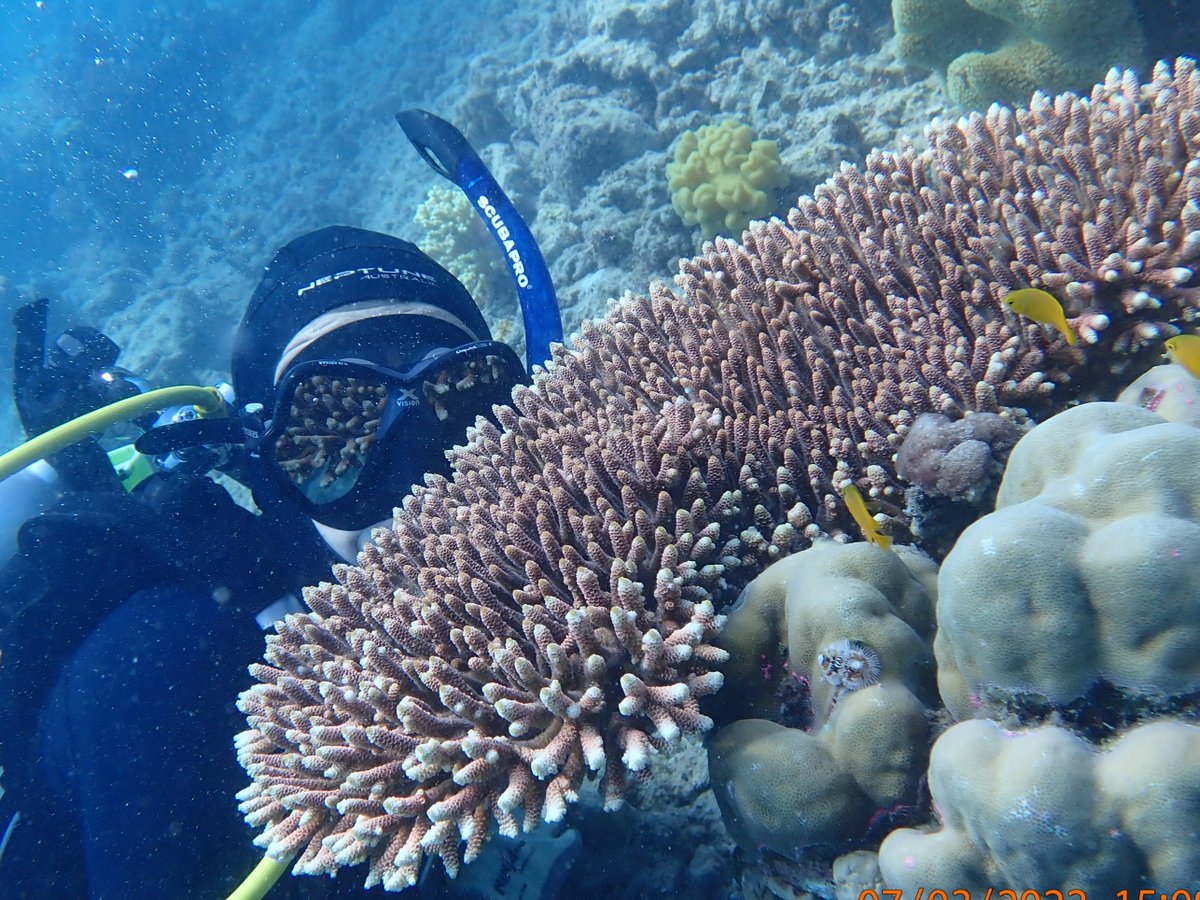 Hurrah for volunteers! Second year undergrad Millie with a 'millie' coral (A. millepora)- both are adding incredible value to our #rrap #ReefTrust #globalsearch projects to map heat tolerant corals across the GBR