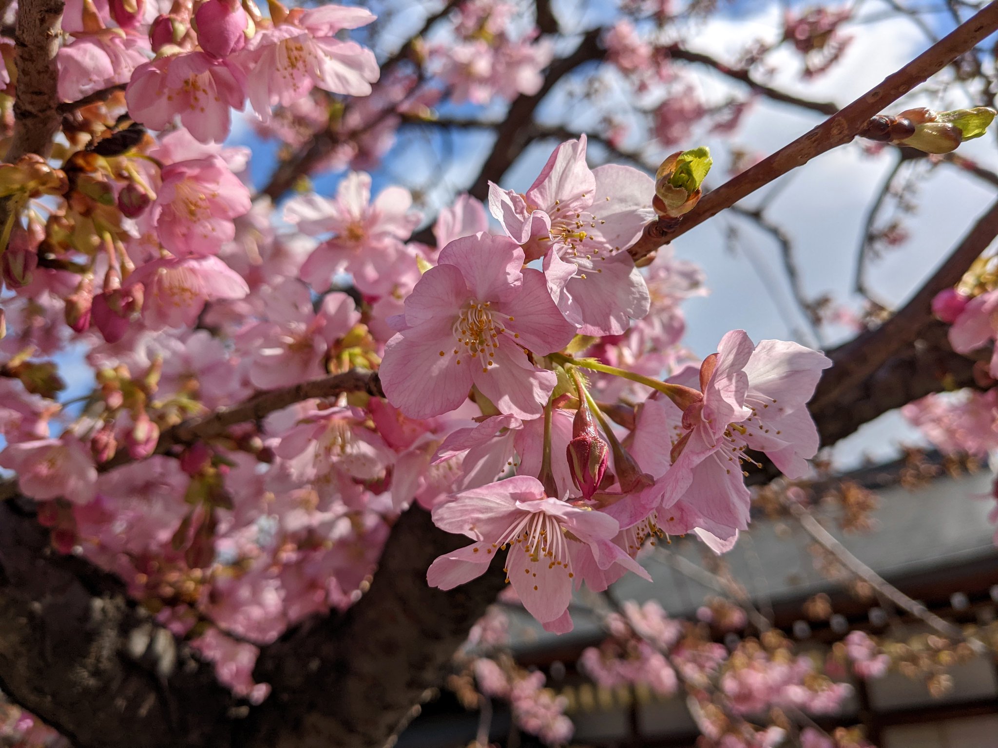Camellia Tea Ceremony on Twitter: 