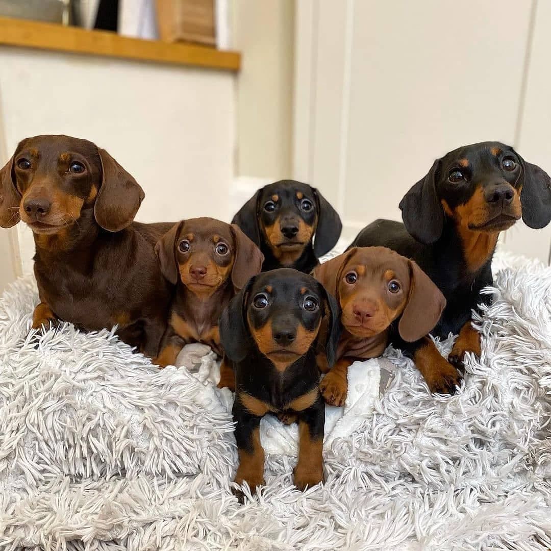 Happy family❤️
#Dachshund #Dachshunds