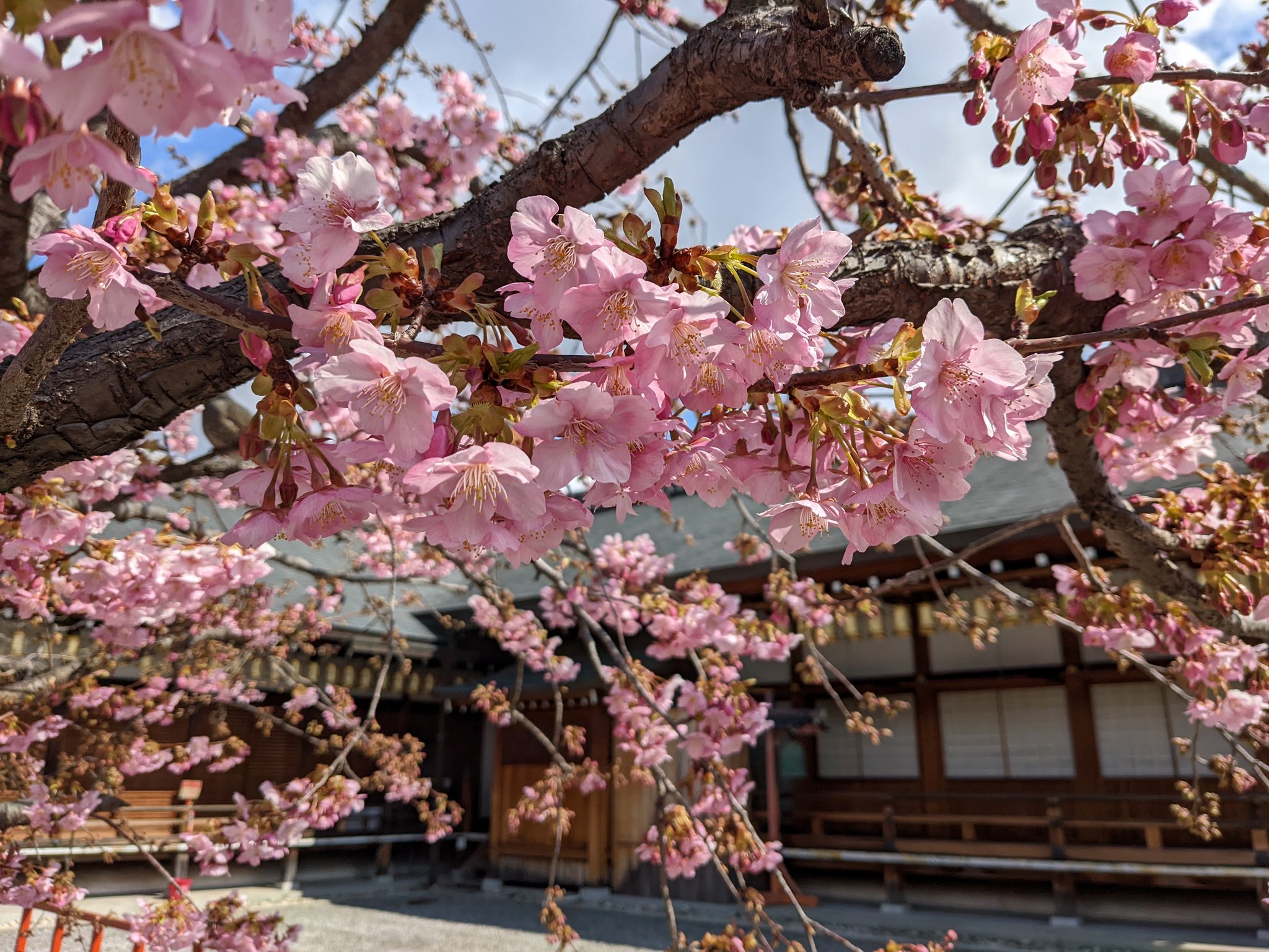 Camellia Tea Ceremony on Twitter: 