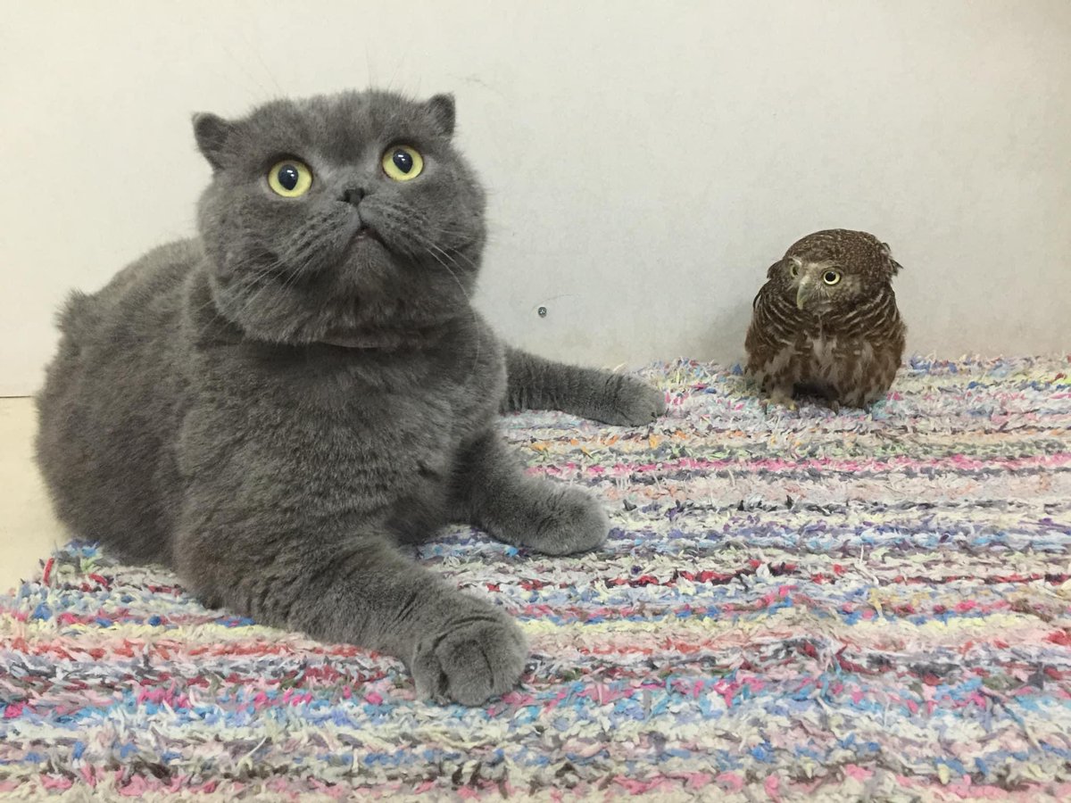 MineBudDy92's tweet photo. Gm fam. #PUIPUICAT https://t.co/pp7za2QnHG