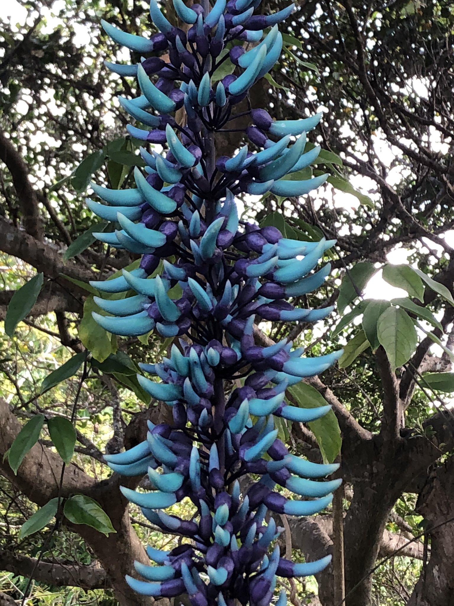 ほーにー Icekat07 Twitter