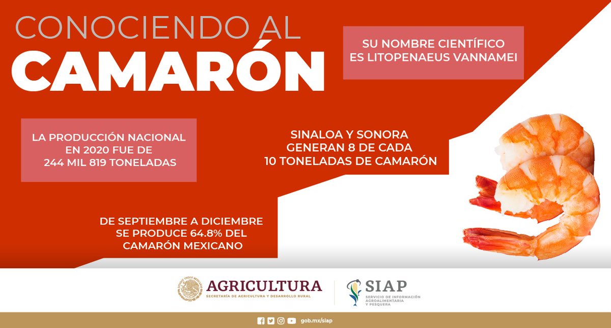 DGSIAP_Mx's tweet photo. #México es el séptimo productor de #camarón a nivel mundial.
#Cuaresma
#ComeRicoComeSano https://t.co/zOAHIeimYW