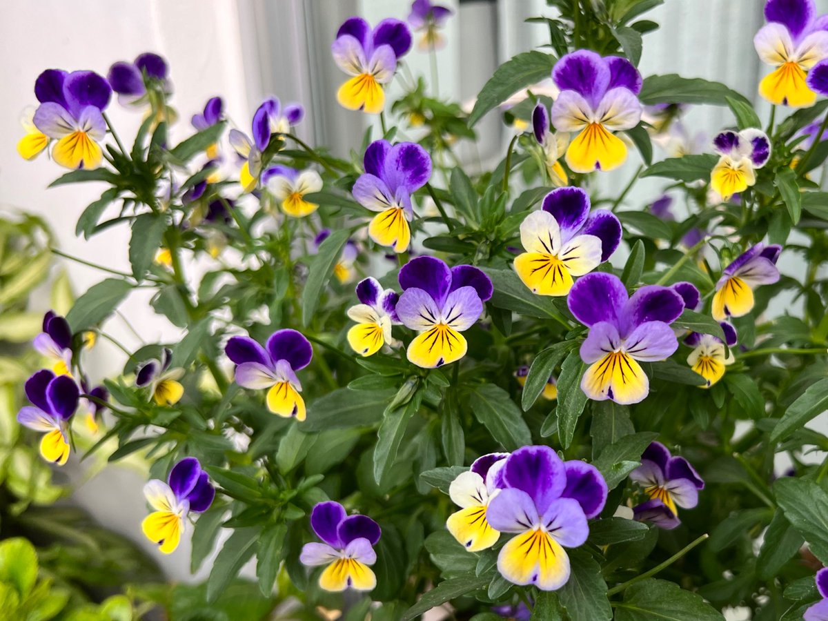 탬팬지 삼색제비꽃 
#팬지농장일기 #짝궁의_팬지농장일기