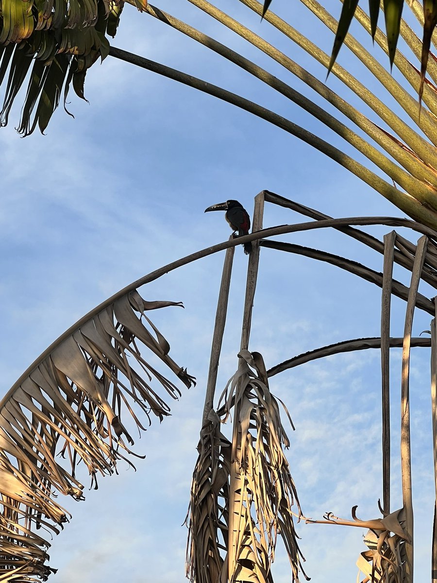 Scarlet Macaw, Rufous Mot-Mot, Bare-throated Tiger-Heron, and Collared Aracari (I think) 🌴🥭🌺 #birding #CostaRica