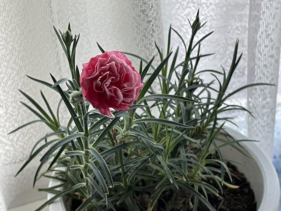 カーネーションの鉢植えの寿命と枯れる原因 翌年も咲かせるには Armyあやのk Popファンのブログ