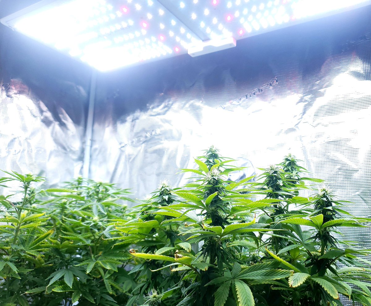 nmflowergrower's tweet image. Keep your face always toward the sunshine, and shadows will fall behind you.” – Walt Whitman

Cultivar:Sour Lemon Dropz, Perfect Circle 
Light:SpiderFarmer SF2000 

#IrvineArmy #GrowYourOwn #Mmemberville