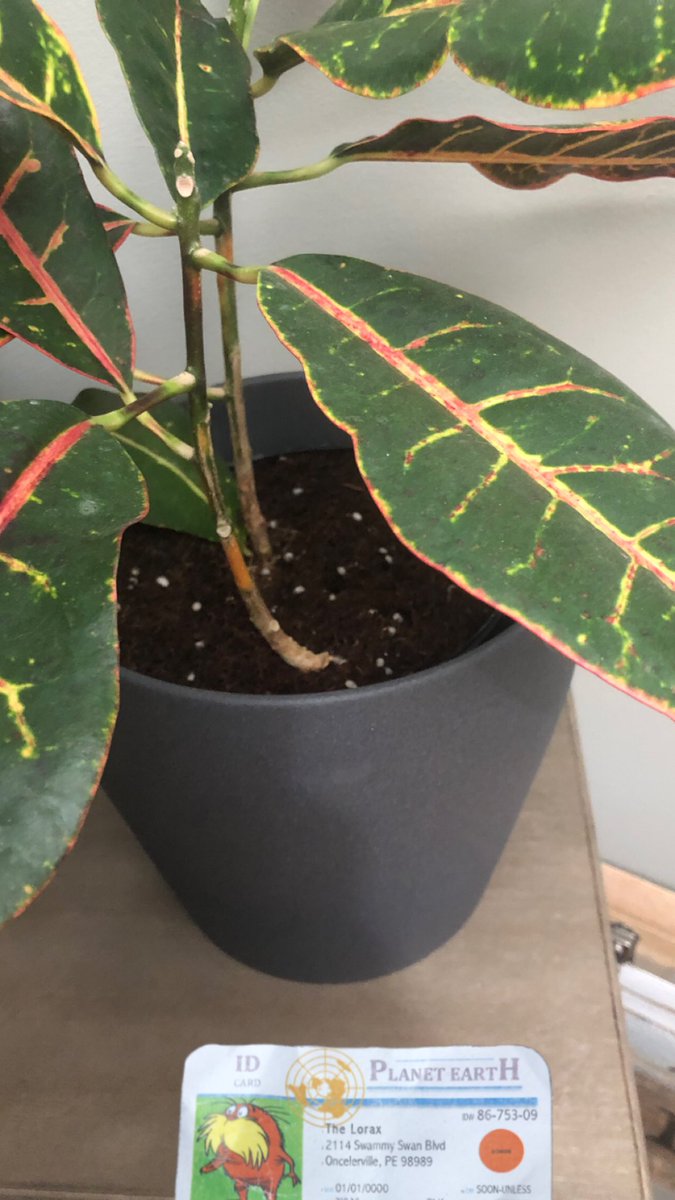 ZackWied2's tweet photo. This plant requires water and nutrients in the soil to grow. Some of these nutrients can be added through fertilizer. @franklinlorax #apesland https://t.co/5vUWMbqFYn