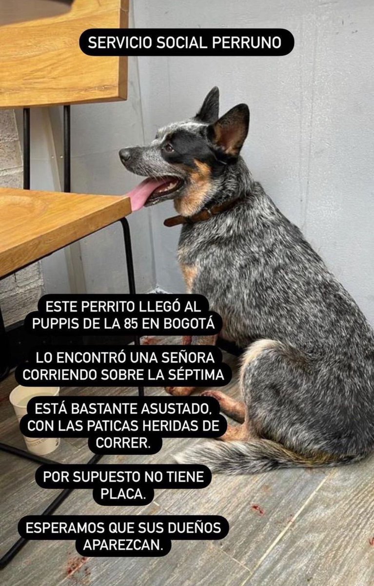 FernandoGaita10's tweet photo. BOG - Ayudemos a difundir 🐶 | 📞 601 219 3099 (Puppis Calle 85) | @MONYRODRIGUEZOF @piedrahitangela @losbuscamos_col @andreanimalidad @GabrielaVarP @Marce_Tabares @Margaritarosadf https://t.co/YEP6msrmnG