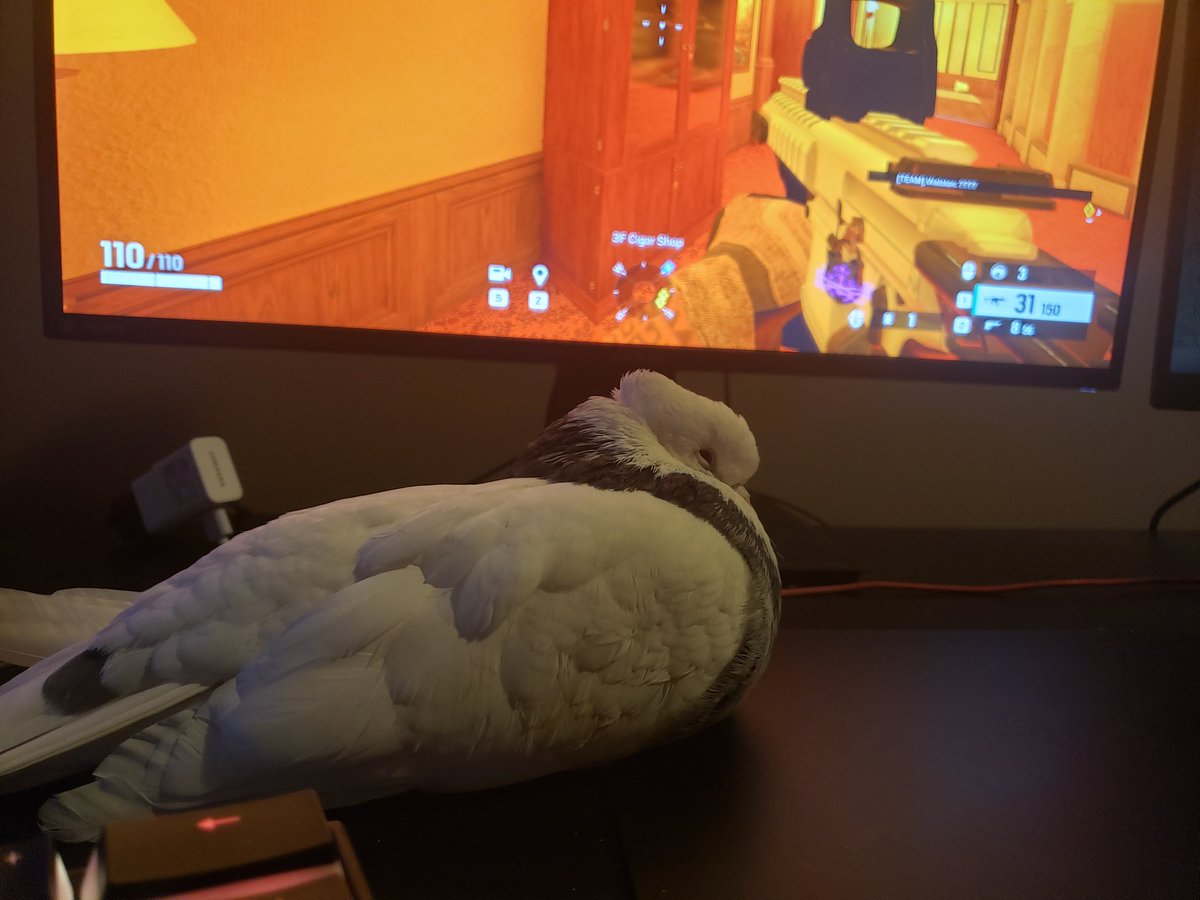 pigeon tweet media