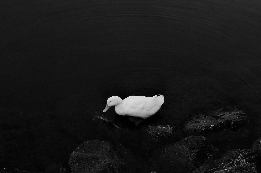 ConceptsDh's tweet photo. Some more shots from this past weekend shooting Monochrome on the #fujix100v @FujifilmX_US #bnwphotography #Monochrome #Maryland #solomonsmd #blackandwhite #outdoors #photowalk https://t.co/73JtMIdgTu