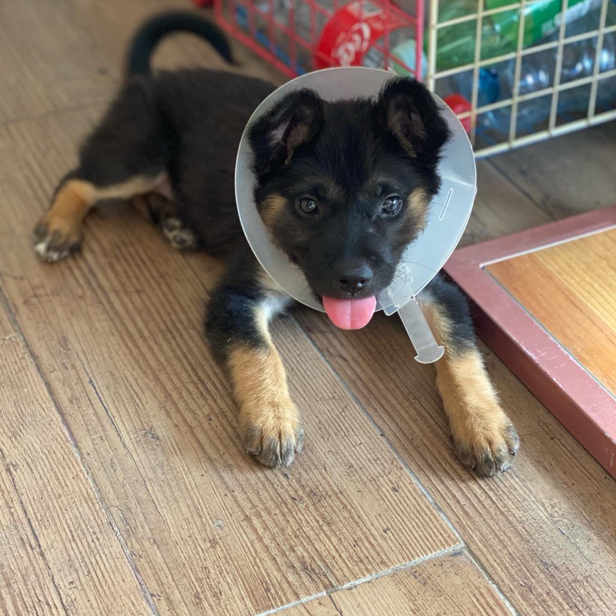 Patitadechucho's tweet photo. Patita reporta 🐶❤️

Huitla es una perrita bonita que busca un hogar en el que le den mucho amor. https://t.co/k0NWMyxSVU