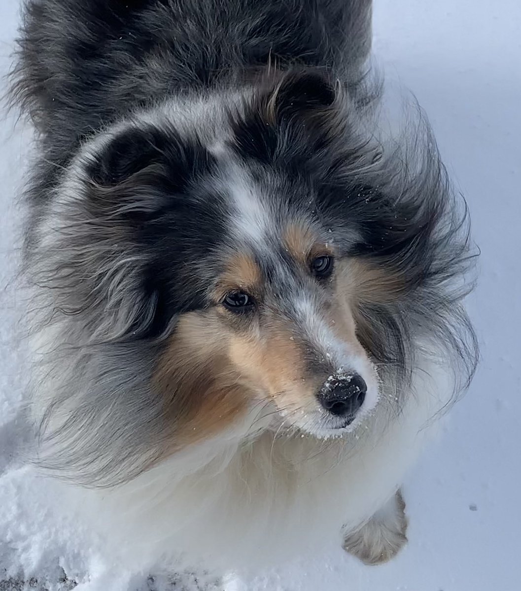 Skalia1316's tweet image. Skye and Talia enjoyed a little fresh snow today… just enough I had to shovel…❄️