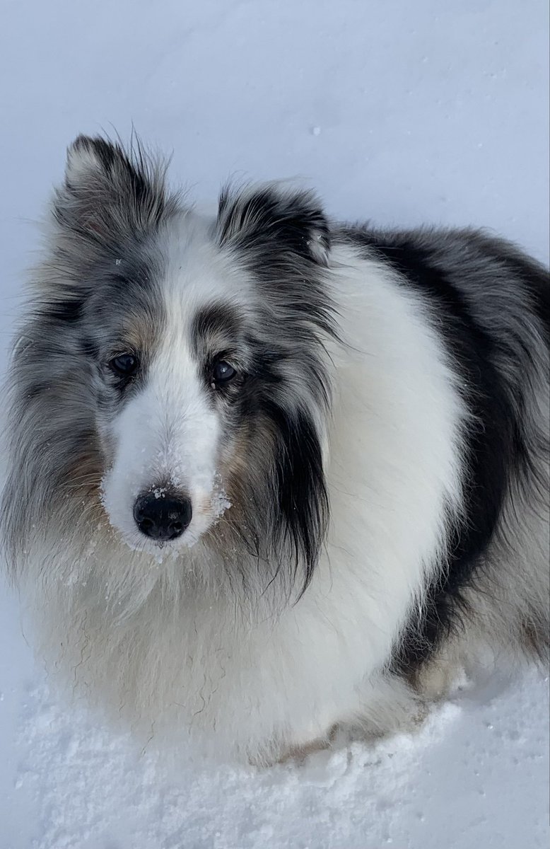 Skalia1316's tweet image. Skye and Talia enjoyed a little fresh snow today… just enough I had to shovel…❄️