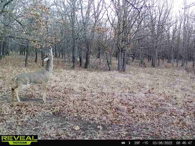 soonerbrace's tweet photo. @AverageHunter @SpypointCamera This guy working a scrape a couple days ago in SE Kansas without his horns. Seeing an unusual amount of roadkill deer for this time of year too. https://t.co/GSTWS9jDYP