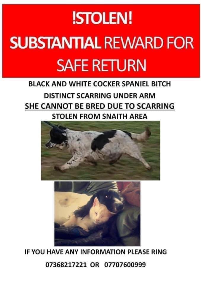 Still missing…Kim #stolen from #Snaith 13/5/20 black&amp;white #cockerspaniel CHIPPED a large distinctive scar on one side that runs right down past &amp; under front leg (on her side) any info on Kim’s whereabouts 📱we miss her so much and just want her home 07368217221 or 07707600999