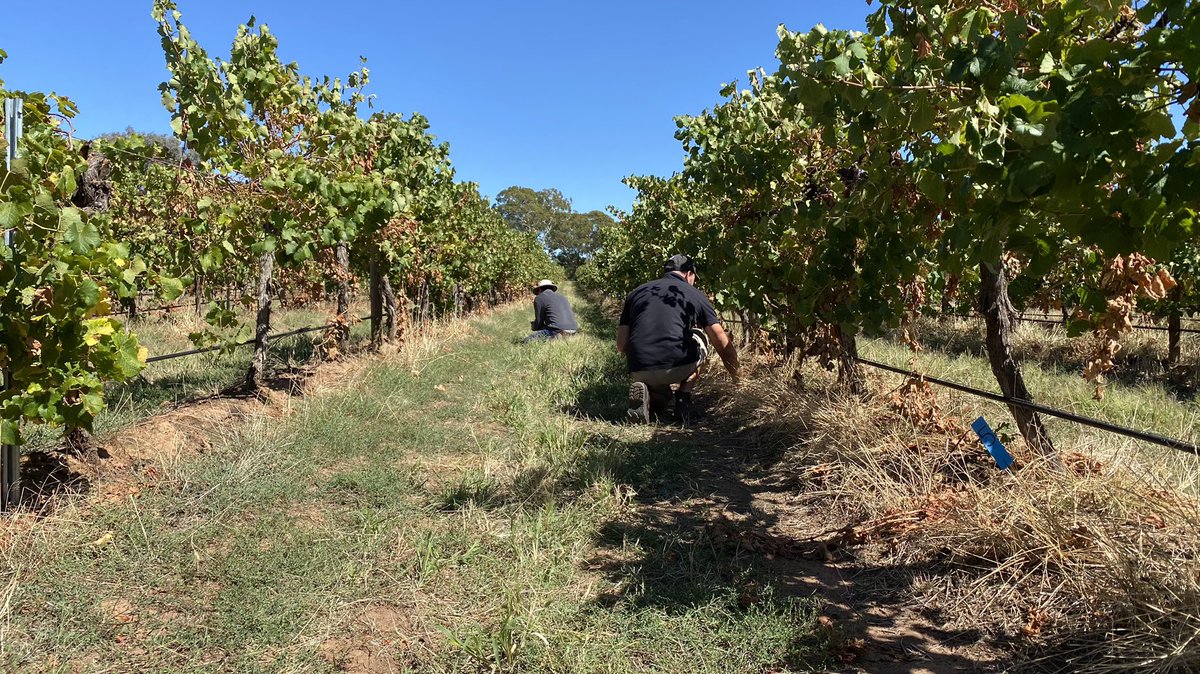Tim Murphy (@timmurphyag) on Twitter photo Good day out in the vines looking at some of the Bayer Viticulture range of products. <a href="/Bayer4CropsAU/">Bayer AU ๐ฆ๐บ | Crop Science</a> Good day out in the vines looking at some of the Bayer Viticulture range of products. <a href="/Bayer4CropsAU/">Bayer AU ๐ฆ๐บ | Crop Science</a>