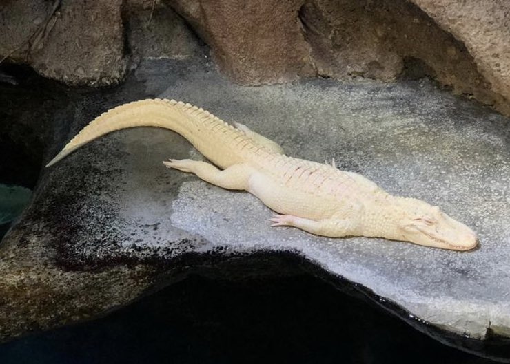 Gators Daily 🐊 tweet media