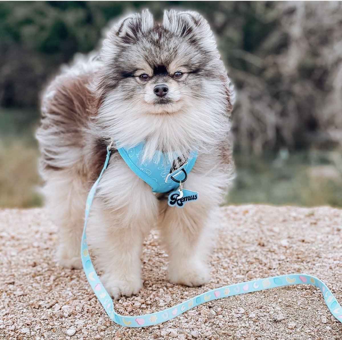 GetWagging's tweet image. Who is your #ManCrushMonday and why is it Remus? 

He’s looking like a lucky charm in this month’s leash 🍀 #DogsofTwitter #twitterdogcommunity #getwagging #pomeranian