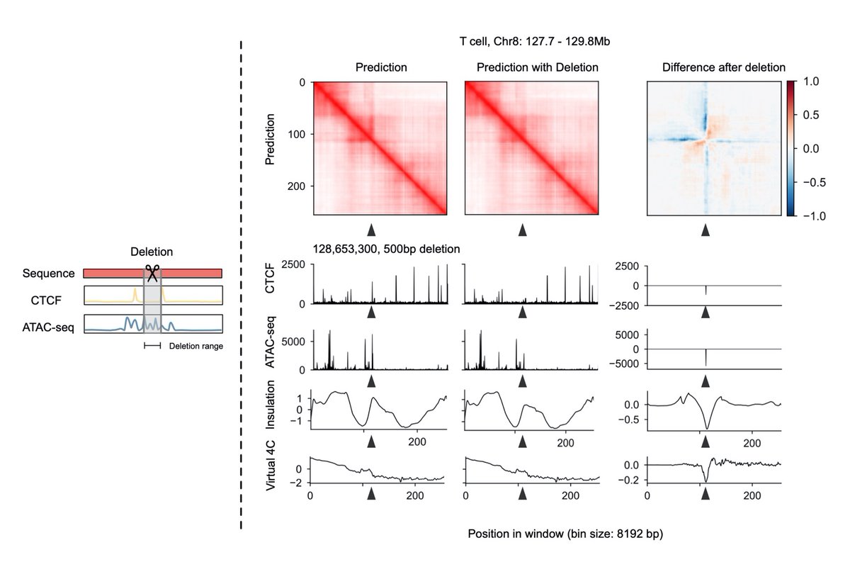Aristotelis Tsirigos (@artsinyc) on Twitter photo Very excited to present our latest work with <a href="/tan_jimin/">Jimin Tan</a> and <a href="/BoXia7/">Bo Xia</a>: using machine learning to predict cell type-specific chromatin architecture and enable in silico perturbation studies! <a href="/nyugrossman/">NYU Grossman School of Medicine</a> <a href="/Perlmutter_CC/">Perlmutter Cancer Center at NYU Langone Health</a> biorxiv.org/content/10.110… Very excited to present our latest work with <a href="/tan_jimin/">Jimin Tan</a> and <a href="/BoXia7/">Bo Xia</a>: using machine learning to predict cell type-specific chromatin architecture and enable in silico perturbation studies! <a href="/nyugrossman/">NYU Grossman School of Medicine</a> <a href="/Perlmutter_CC/">Perlmutter Cancer Center at NYU Langone Health</a> biorxiv.org/content/10.110…