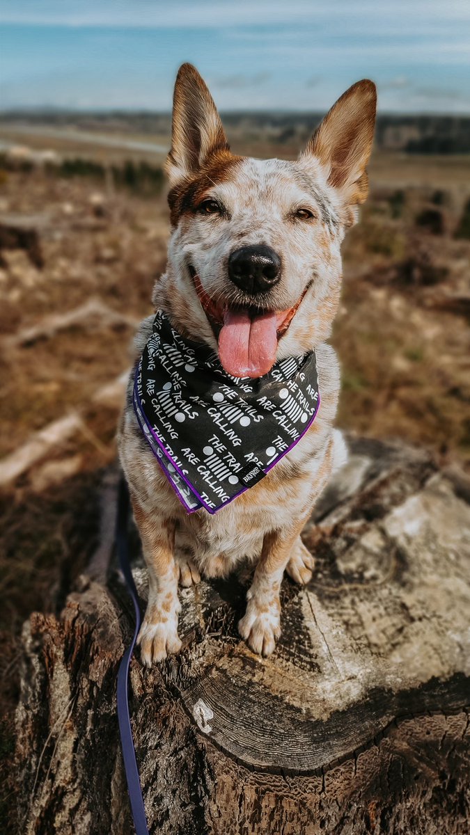 Twitter: 1 Instagram: 0 because why make me crop this adorable photo.
#DogsofTwittter #twitterdogs #jeepdog