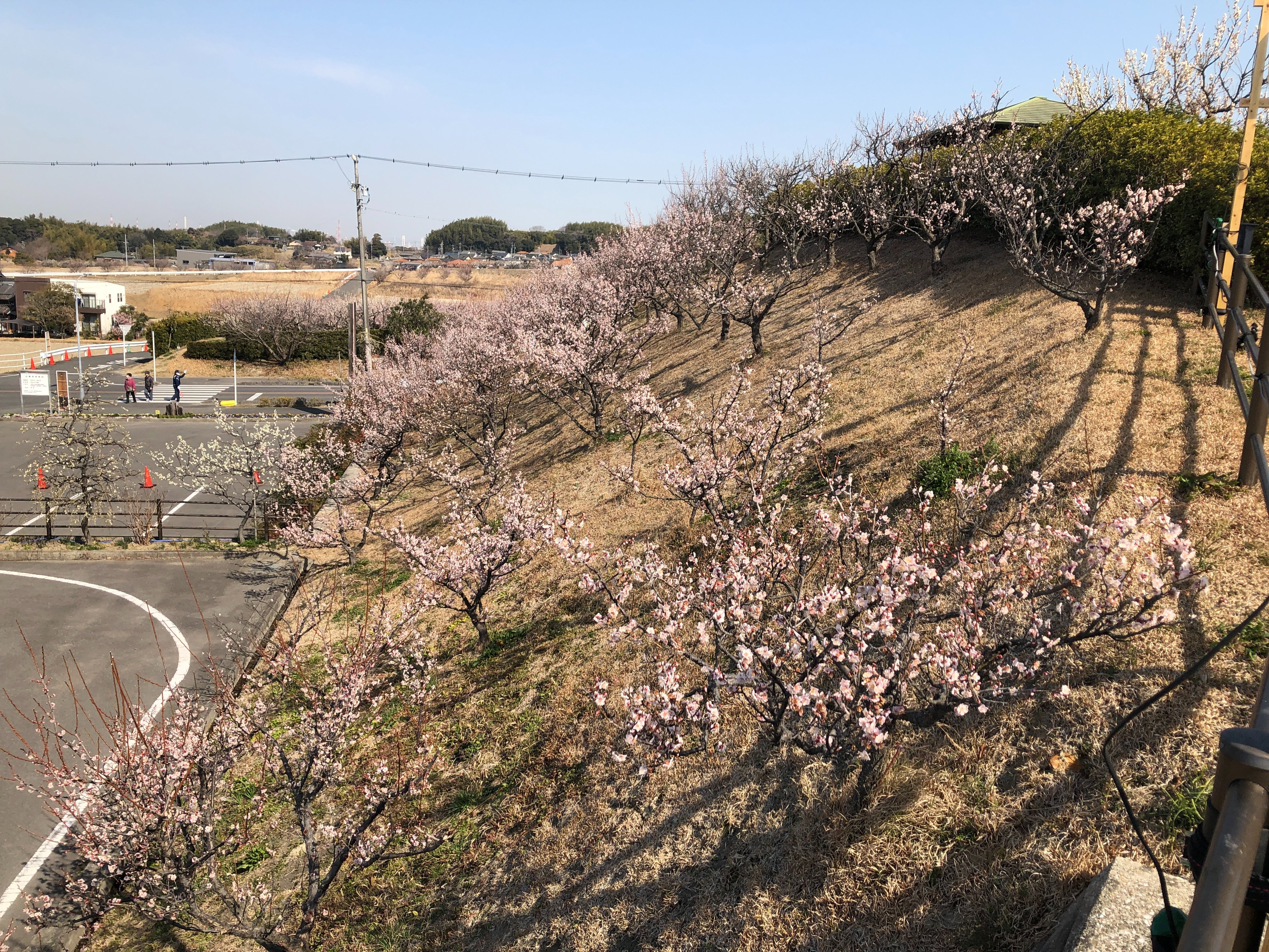 佐布里緑と花のふれあい公園 Sourifureai Twitter