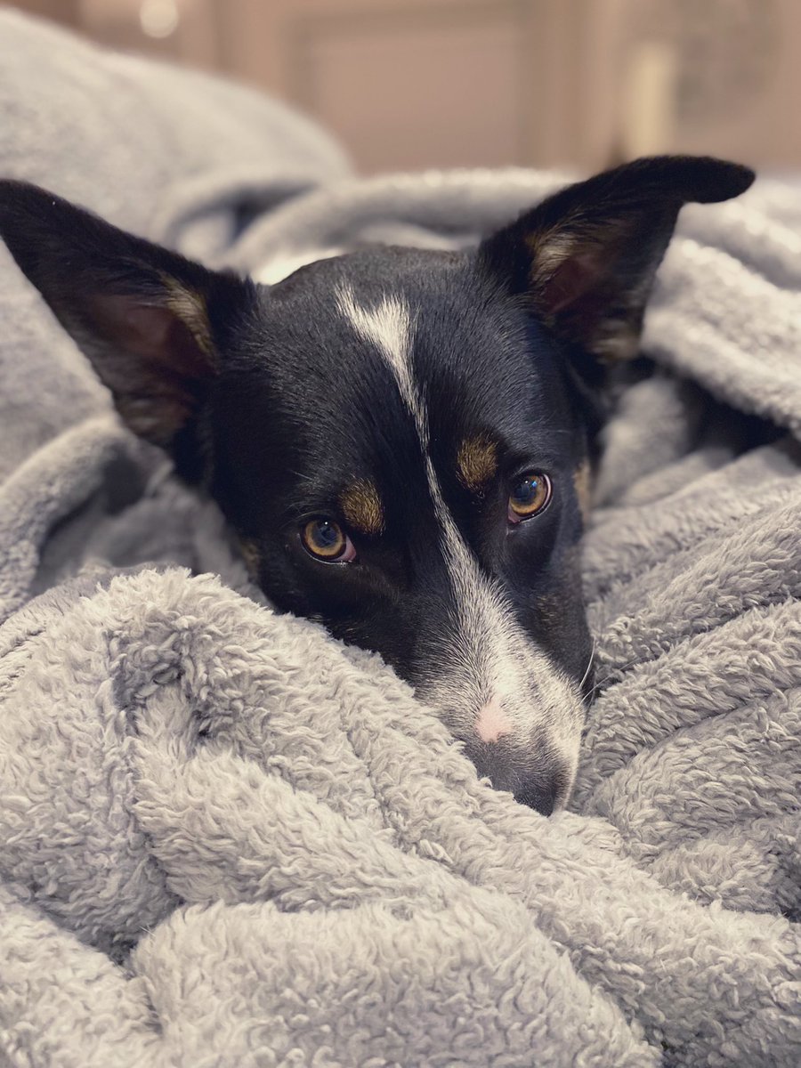 Preparing Cobie for his #Osteochondritisdissecans surgery this Wednesday with all of the extra cuddles. Please send him all of your positive vibes! 🥰 #DogsofTwittter #BorderCollie