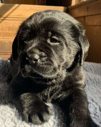 The Reading Police Department is welcoming the first of two comfort dogs that will eventually be paired with School Resource Officers. 

What do you think they should name their newest addition? (📸 Reading PD)